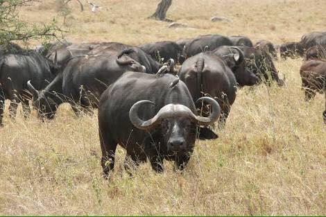 Mabalingwe Uzuri Lodge เบอลา-เบอลา ภายนอก รูปภาพ