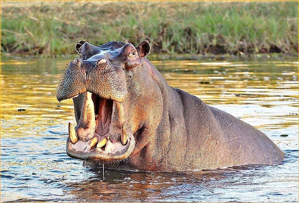 Mabalingwe Uzuri Lodge เบอลา-เบอลา ภายนอก รูปภาพ